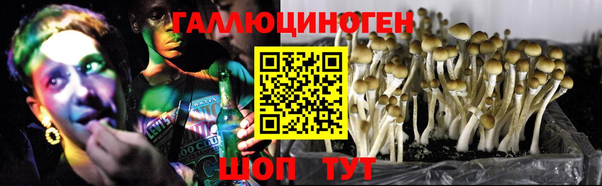 Галлюциногенные грибы Psilocybe Богородск
